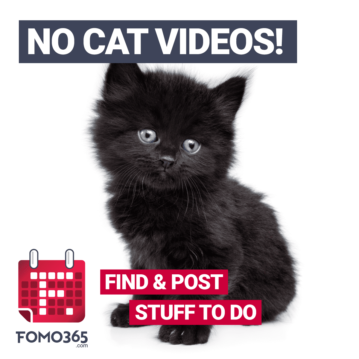 No Cat videos
